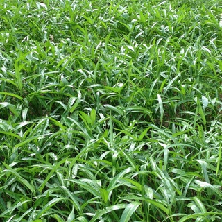 HẠT GIỐNG RAU MUỐNG CAO SẢN LÁ TRE NGỌC PHÁT GÓI 50GR - Deep green
