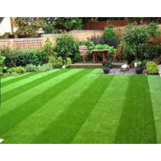 Bịch 10 gam Hạt giống Cỏ trồng thảm Bermuda (cỏ sân bóng/ sân golf, cỏ sân vui chơi...) nảy mầm tốt