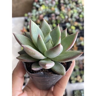 Sen đá mận hồng