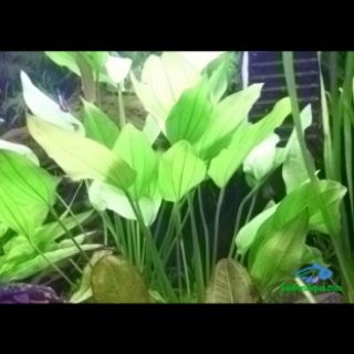 Cây Thủy Sinh Lan Nước ( Bách Thủy Tiên )
