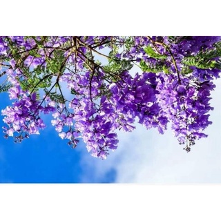 Cây phượng tím cao 40-50 cm (ảnh thật)