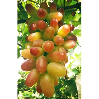 Nho hồng móng tay-phan rang