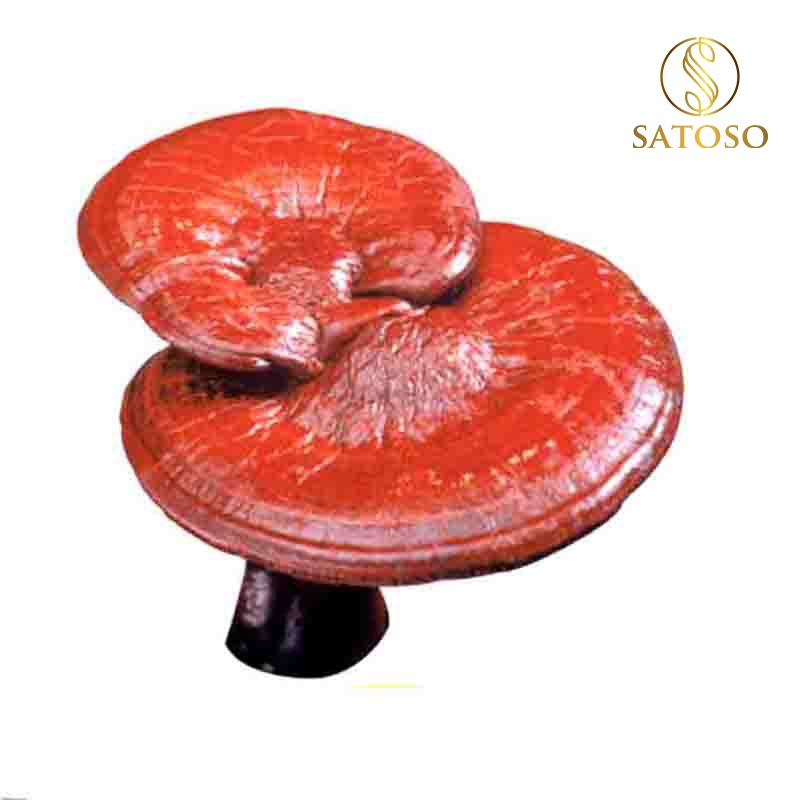 Nấm linh chi rừng khô thượng hạng satoso 1kg SA96