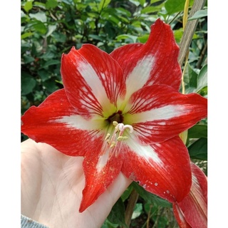 Củ huệ cam, đỏ,  nhung