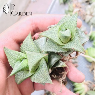 Haworthia vảy rồng (Ảnh thật) | Sen đá haworthia