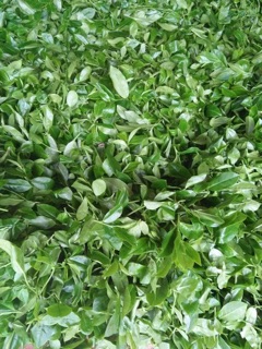 trà thái nguyên (500g)