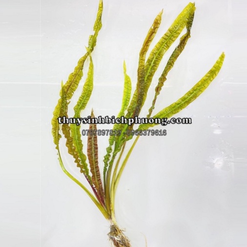 TIÊU THẢO BALANCE LÁ NHĂN - CÂY THUỶ SINH DỄ TRỒNG KHÔNG CO2