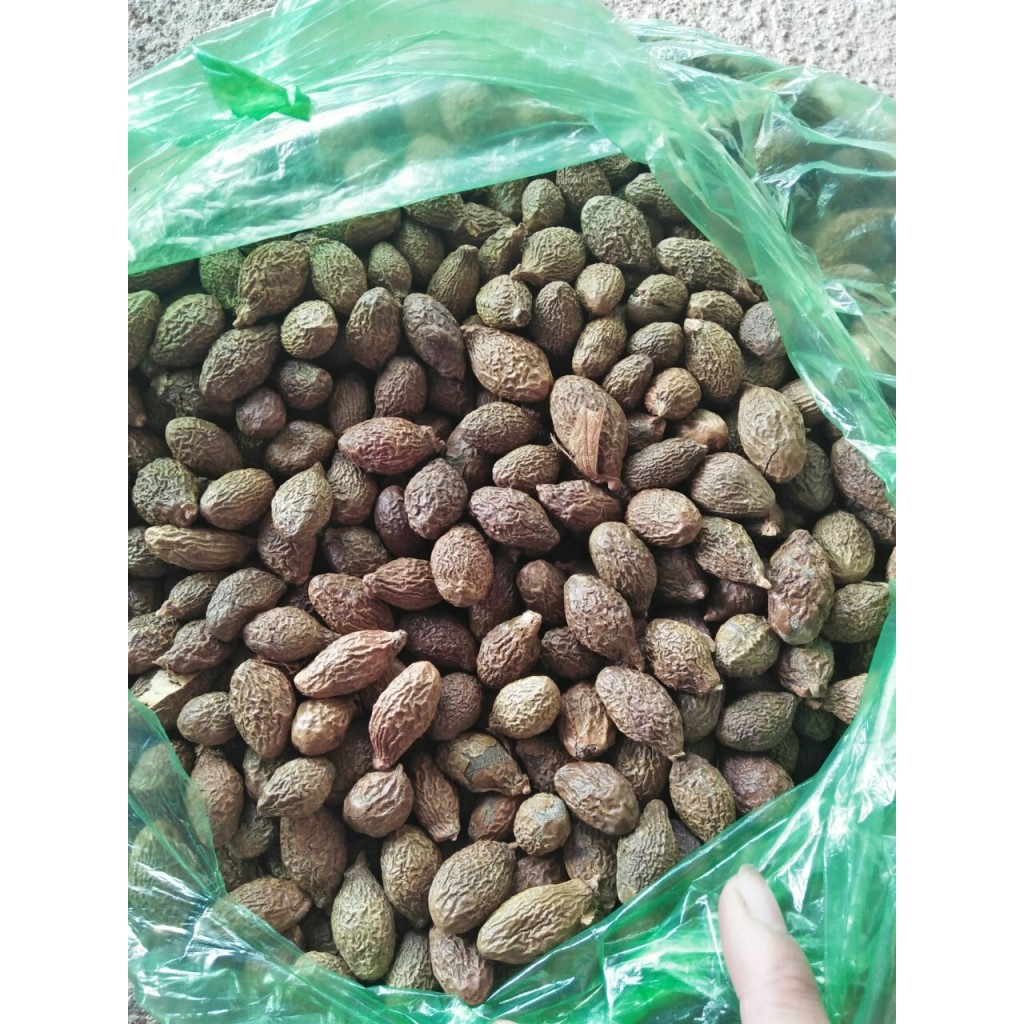 Hạt ươi (hột đười ươi) kon tum 1kg hút chân không | BigBuy360 - bigbuy360.vn