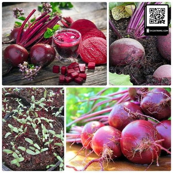 Hạt giống củ dền đỏ F1 nhập thái lan nguyên gói 5gr ~ 200 hạt (F1 hybird, Beet root)