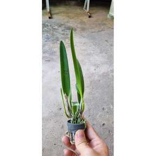HOA LAN BRASS NGÔI SAO NHỎ cây giống