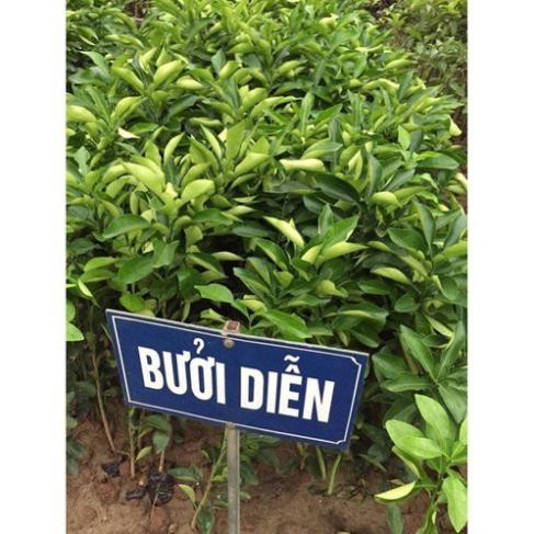 Giống cây ăn quả bưởi diễn + Tặng  phân hữu cơ cao cấp