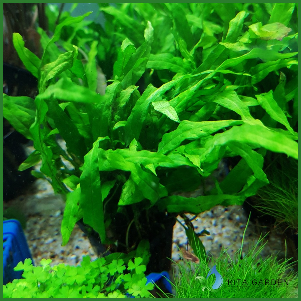 Dương Xỉ Mỹ Nhân - Cây Thủy Sinh - Cây Thủy Sinh Dễ Trồng - Không Cần Co2