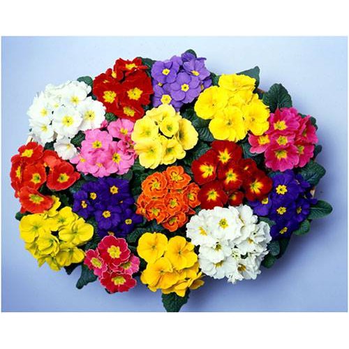 Hạt giống hoa Báo Xuân Mix