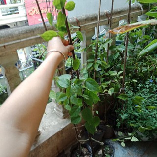 Cây chùm ớt,  Cây rạng đông