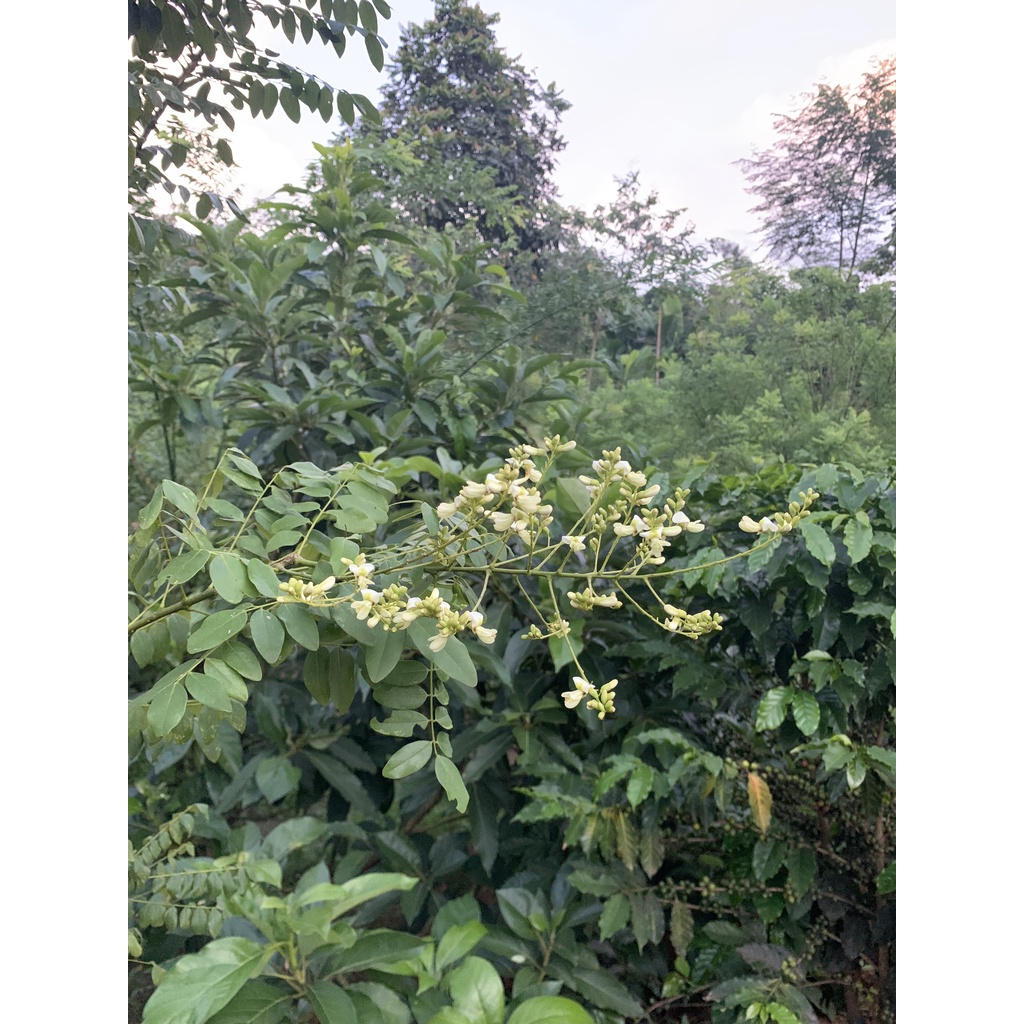 Trà nụ hoa hòe phơi khô xao vàng loại 1 trực tiếp từ trang trại hũ 200g, 300gram