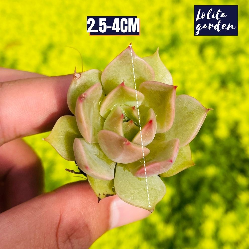 Sen đá đế vương xám Đà Lạt size mini cây cảnh trang trí nhà cửa Lolita garden