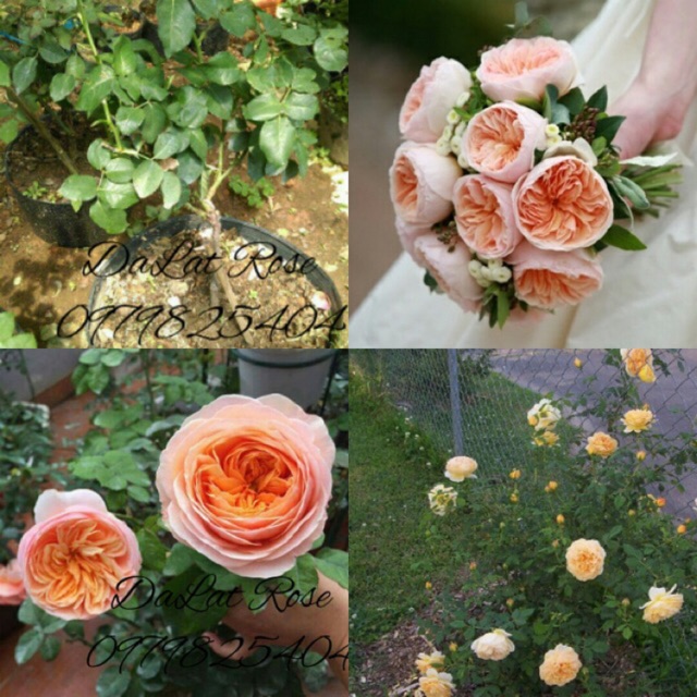 Combo 3 cây hoa hồng juliet_tặng kích rễ