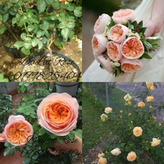 Combo 3 cây hoa hồng juliet_tặng kích rễ