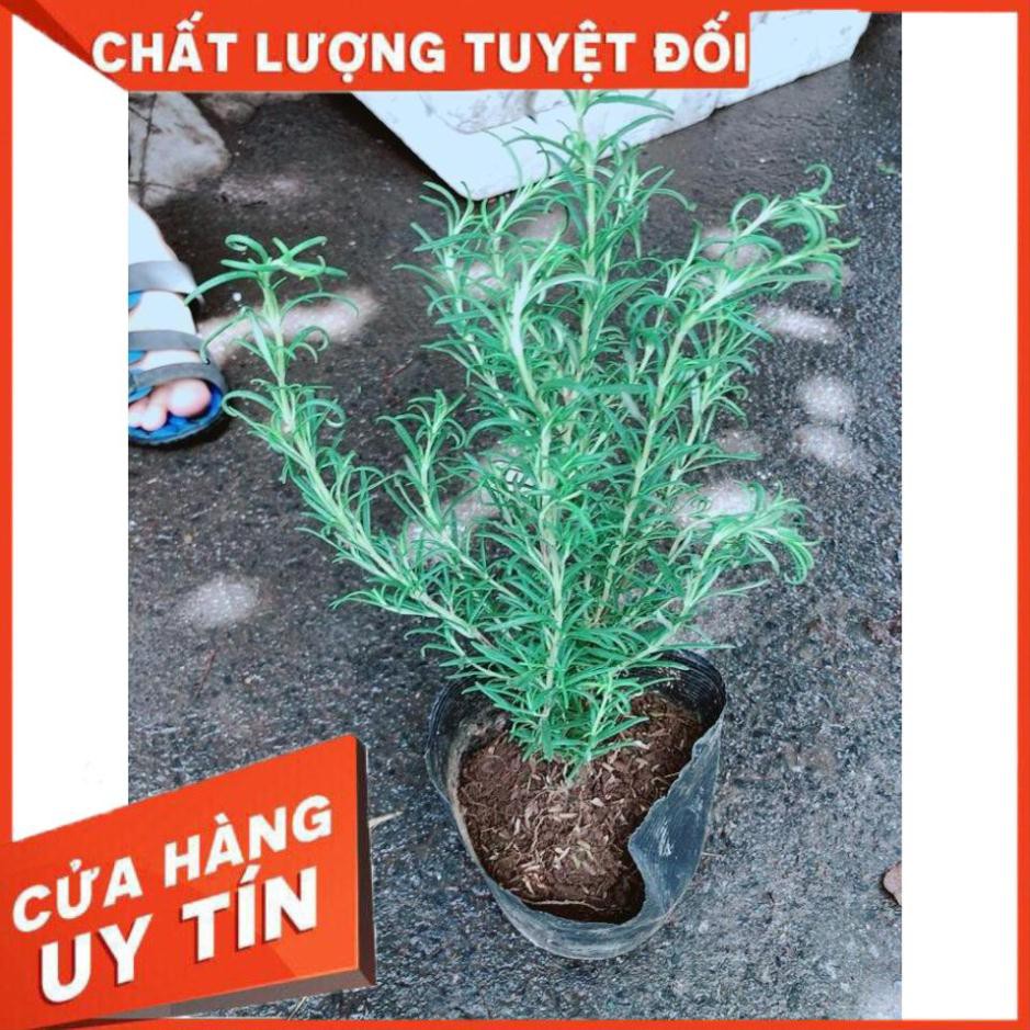 Hương Thảo Nhiều Người Mua