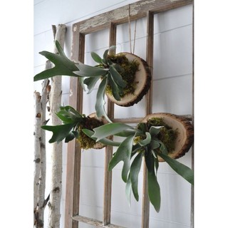 Cây ổ rồng ( Size lớn và bé)