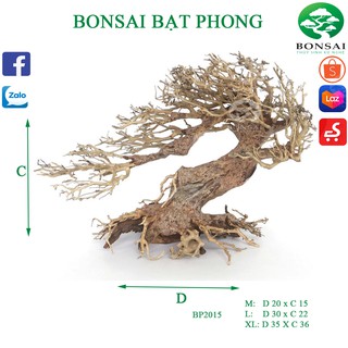 Lũa Bonsai Bạt Phong | Trang Trí Bể Thủy Sinh