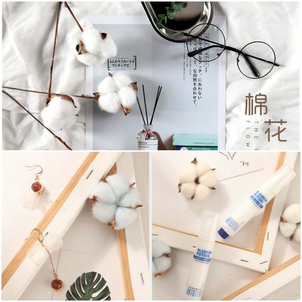 Bông gòn trắng phụ kiện trang trí chụp ảnh, cành hoa khô cotton decor cắm lọ để bàn, tủ xinh xắn