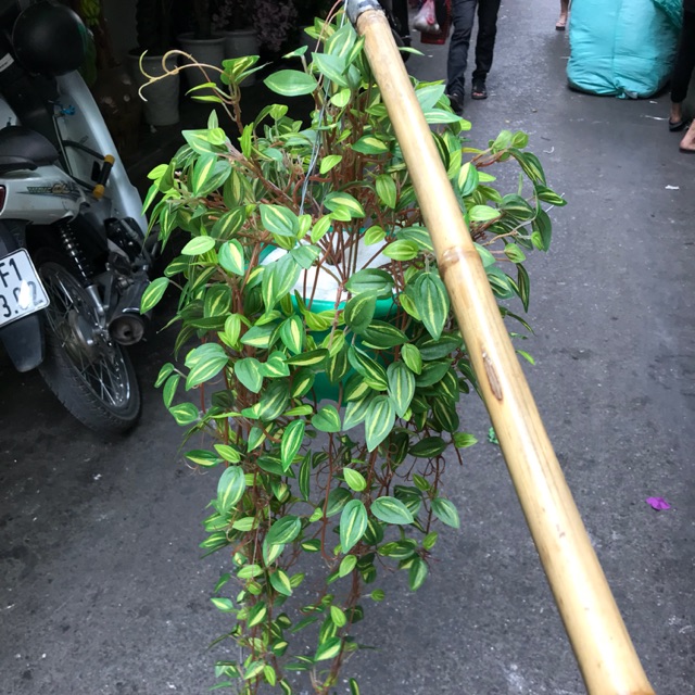 Chậu cây treo