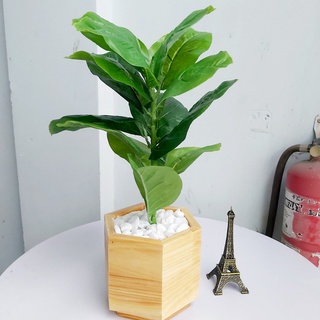 Cây giả,  cây bàng Singapore 57cm trang trí nhà cửa