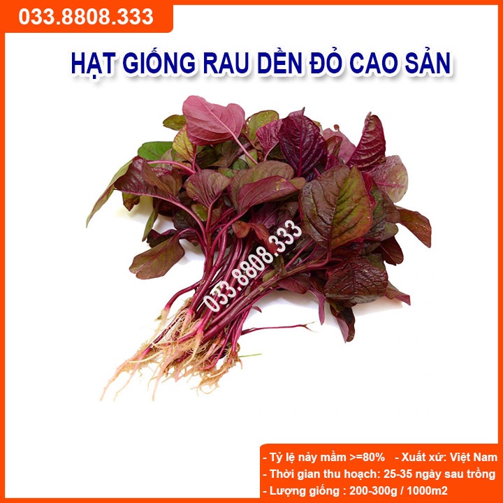Hạt Giống Rau Dền Đỏ 20gram -Giống Tốt Giá Rẻ