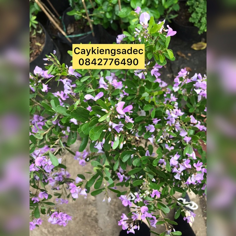 Sam siêu bông caykiengsadec+ Tặng phân bón - trang trí nội thất cảnh quan sân vườn ngoài trời