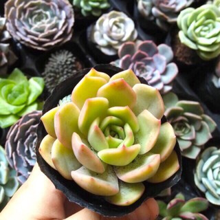 Sen đá Vàng - VuonsenShop