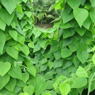 (VHST giao TP.HCM trong ngày) CÂY SƯƠNG SÂM LÔNG, rễ khỏe, leo mạnh.