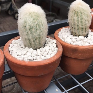 Xương rồng lông trụ trắng