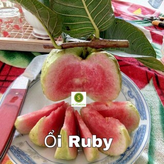 Ổi Ruby Ruột Đỏ Siêu Trái Cây To Đang Cho Quả