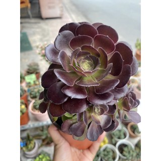 SEN ĐÁ AEONIUM ĐEN THÂN CỔ THỤ 20-25cm