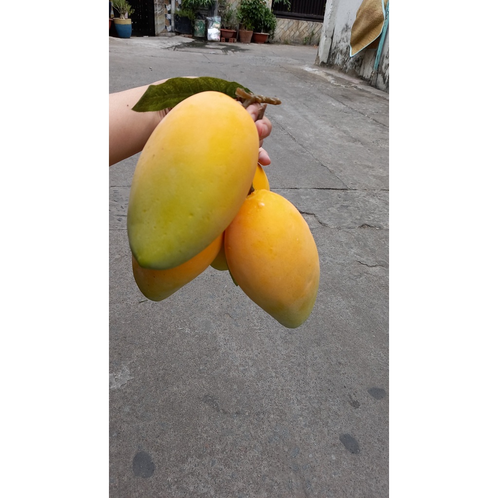 1 Trái xoài giả - Trái cây giả - Hương Flower