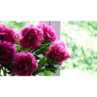 củ hoa mẫu đơn ngũ sắc đại đóa