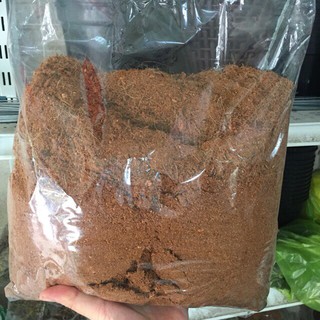 Mụn sơ dừa trồng cây, Lan