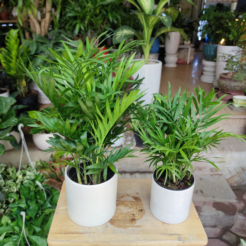 Cây cau tiểu châm kèm chậu sứ ,cây lọc không khí hút mùi phong thủy nội thất cao 30-45cm