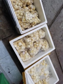 MỘNG DỪA TƯƠI- Hàng Đặt Trước