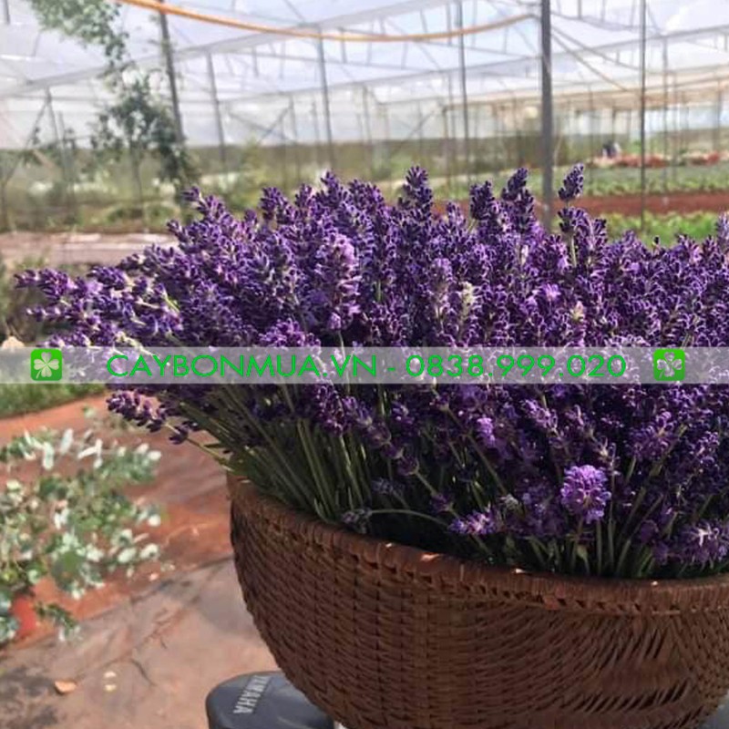 [HOT] Cây Oải Hương Lavender đã có nụ như hình, cây phát triển tốt, hoa rất đẹp, mùi hương rất thơm.