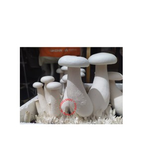 Thùng nấm hoàng đế cỡ vừa