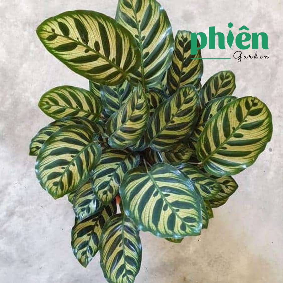 Cây Đuôi Công Đốm Xanh Calathea Makoyana để bàn kèm chậu gốm tráng men