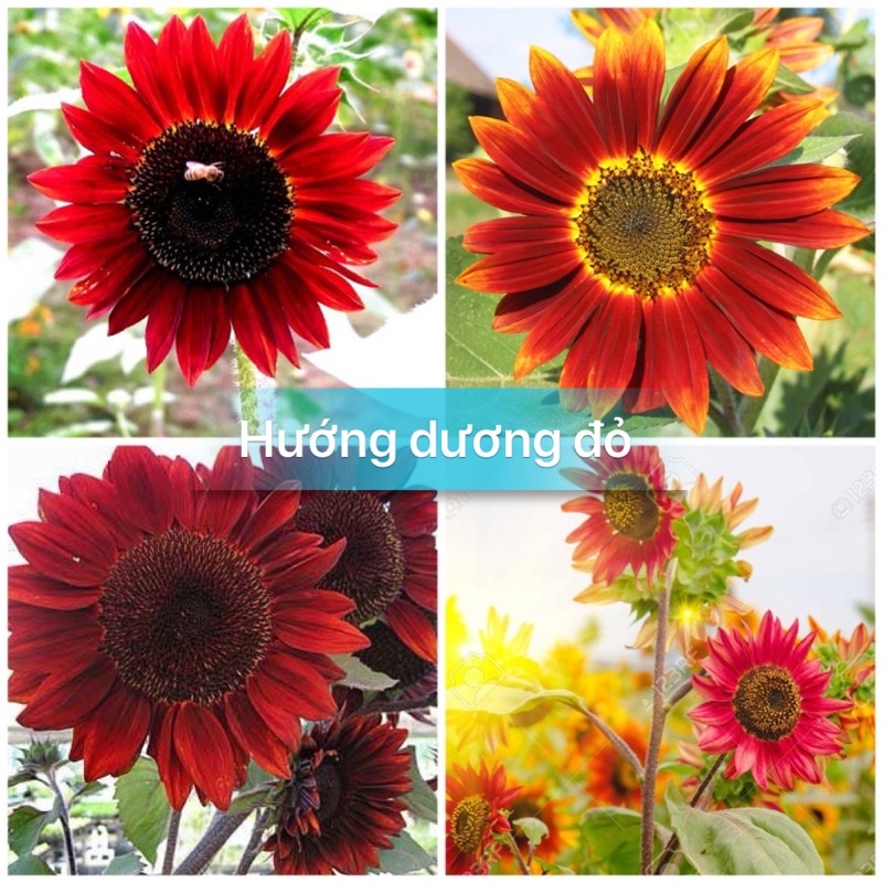 Hạt giống hoa hướng dương đỏ cao sản F1