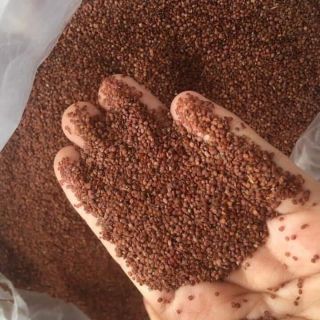 Ngũ hoa hạt nguyên chất ( hạt ngũ hoa , hạt đình lịch ) - Handmade