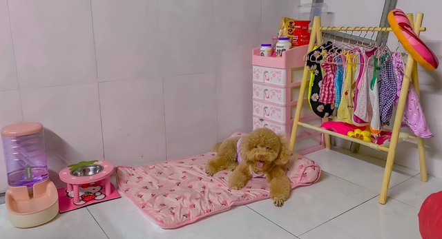 Kệ quần áo, Gía treo đồ dành có thú cưng