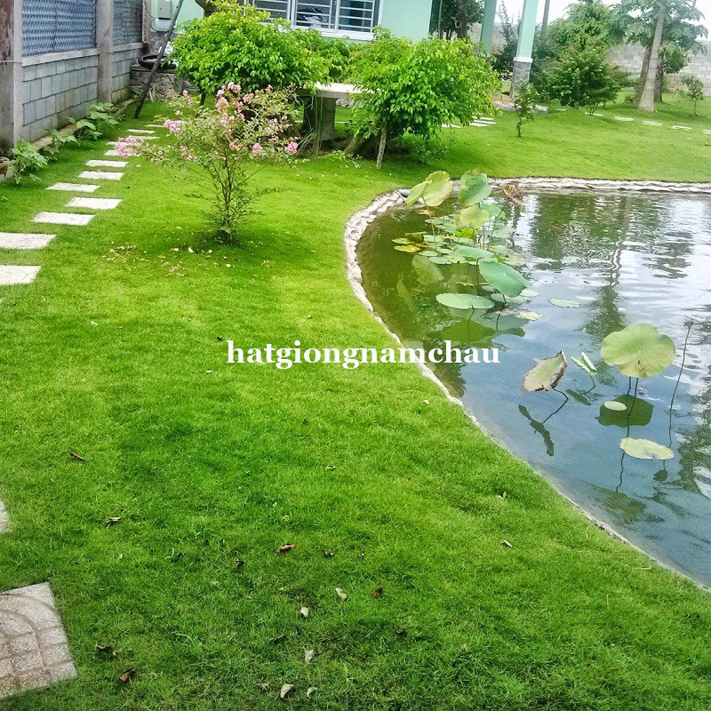 10GR - HẠT GIỐNG CỎ NHUNG NHẬT