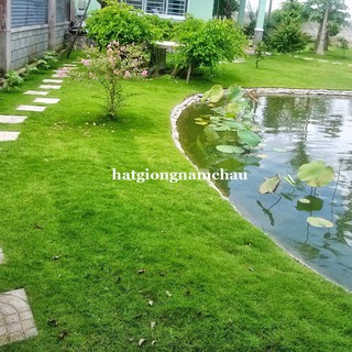 10GR - HẠT GIỐNG CỎ NHUNG NHẬT