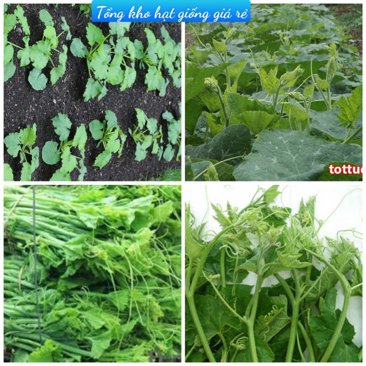 (25 hạt)Hạt giống bí siêu ngọn F1 dễ trồng năng suất cao chống sâu bệnh-Tổng kho hạt giống giá rẻ