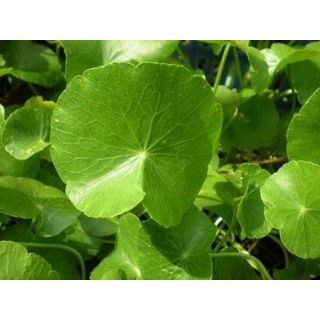 Hạt giống rau má mỡ hoặc rau má lá nhỏ.